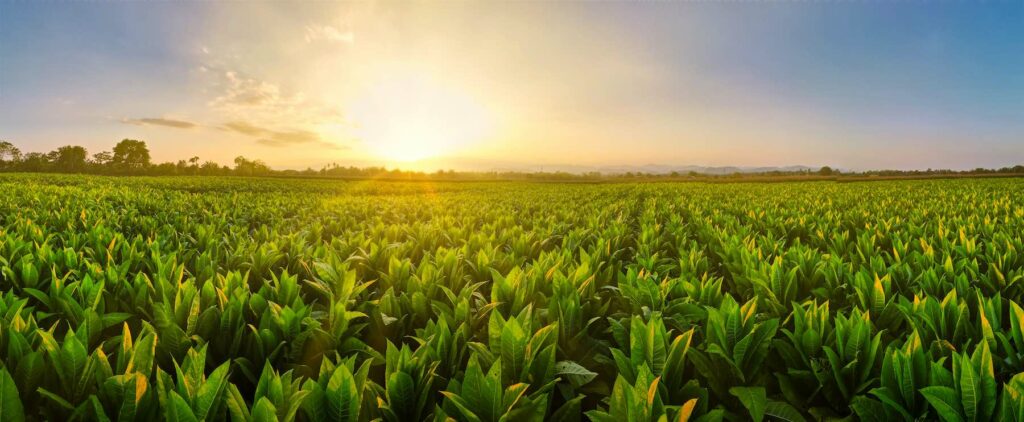 Landscape Panoramic view of Tobacco fields at sunset in countryside of Thailand, crops in agriculture, panorama